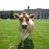 cow