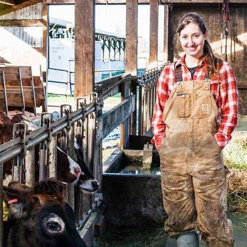 cvdairy